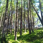Lus Mor Roundwood