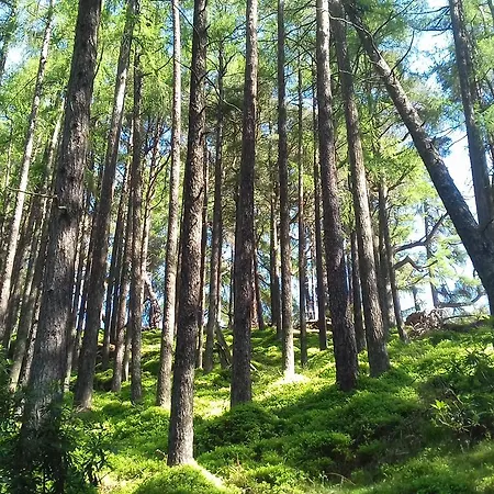 Lus Mor راوندوود