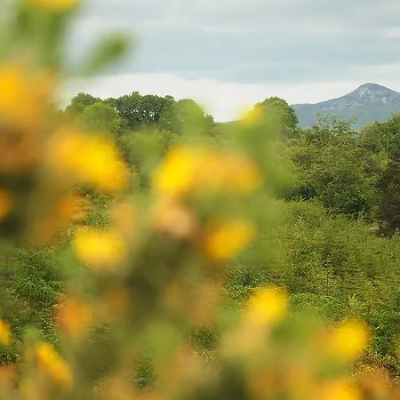 Lus Mor Roundwood