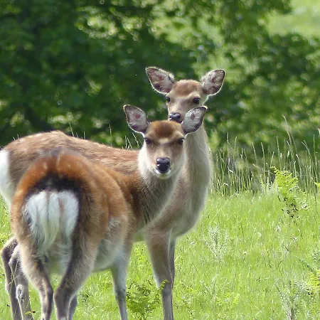 Lus Mor 3* Раундвуд