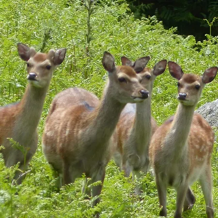 Lus Mor 3* Раундвуд