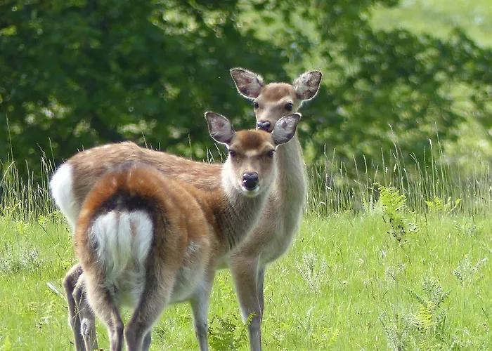 Lus Mor 3* Roundwood