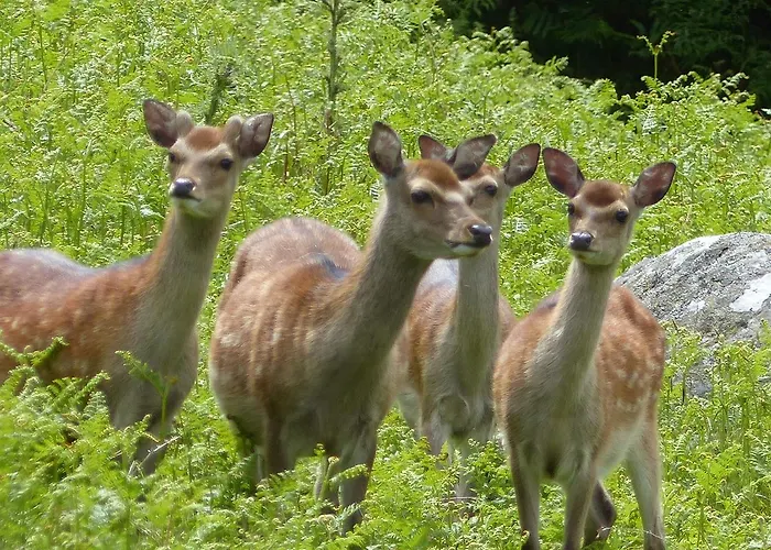 Lus Mor 3* Roundwood